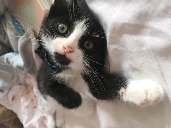 /Images/uploads/Humane Society of Utah/HSU2018/entries/4612thumb.jpg
